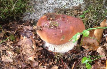 Les Bordes De Paloumières - Foto 51