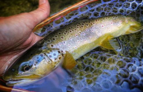 Agriturismo Monte Acuto - natura, mare & relax in piscina - Foto 24