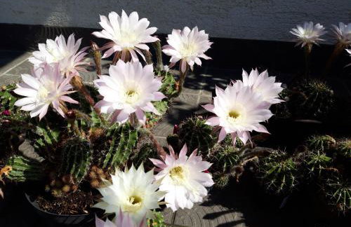 Studio apartman CENTAR - Foto 39