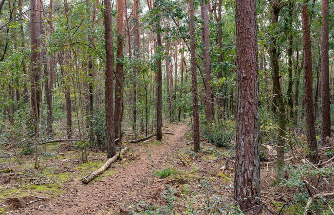 Holiday Home in Gelderland Near Woodlands - Photo 38