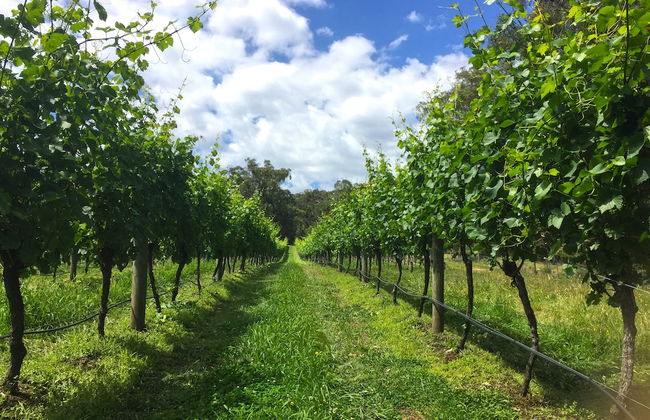 Valley Farm Vineyard Cottages - Foto 67