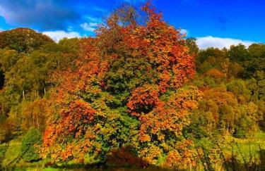 The Orchard Apartment, Clyde Valley - Foto 62