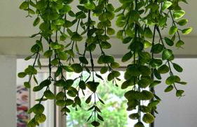 Casa Vacanza OBLÒ, la tua oasi a Lido Conchiglie - Foto 12