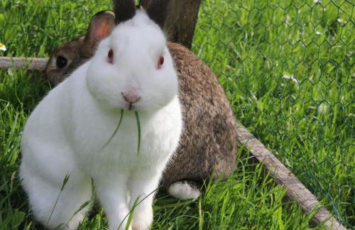 Haus Koblizek - Foto 27