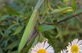 Agriturismo Coi de Pera - Foto 8