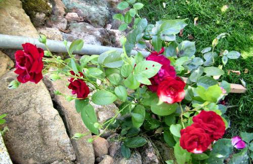 Charming House in Parada + Fireplace - Foto 10