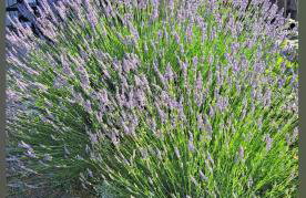 Villa Lilly 3 - Foto 17