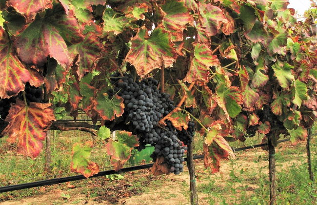 Agriturismo Lu Branu - Photo 30