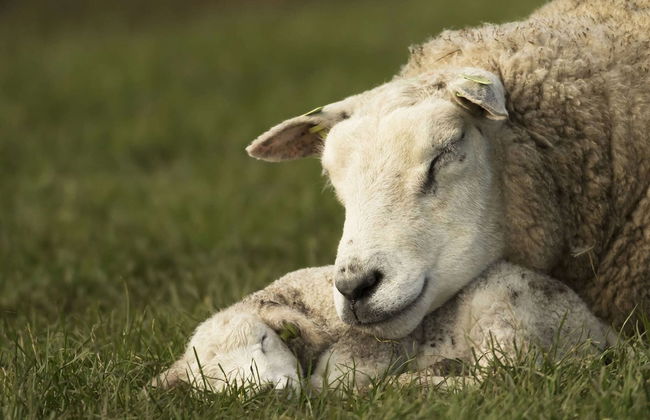 Semi-detached, Luxury Villa With 3 Bathrooms, sea at 400 m - Foto 34