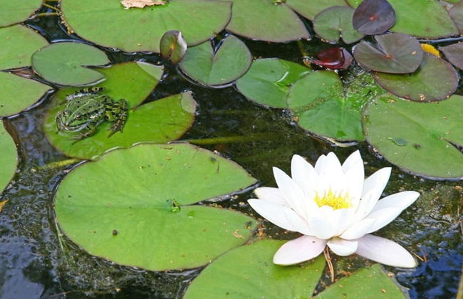 House on Water, Surrounded by Nature - Photo 26
