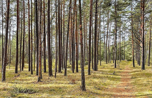 5 Person Holiday Home in Brosarp-by Traum - Foto 14