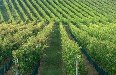 Ferienwohnungen Frank - Foto 11