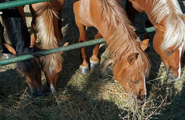 Belvilla by OYO Club House - Foto 31