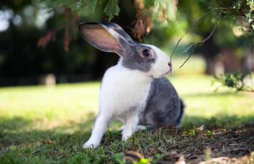 Agriturismo Ca' Vecia - Foto 71