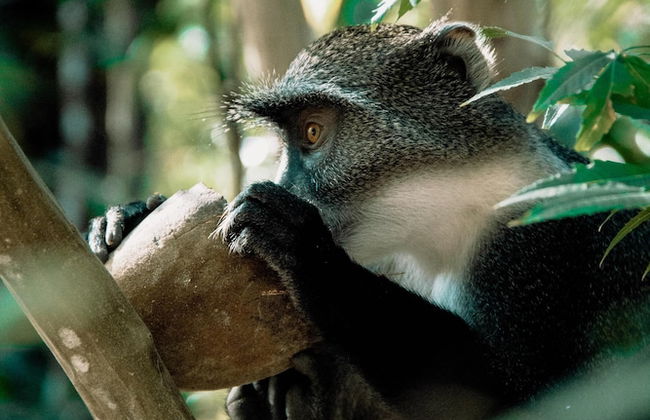 Rafiki Village - Foto 40