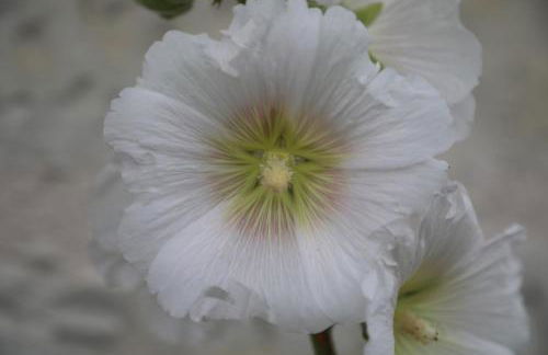 GITE MONTGOLFIÈRE 4 PERSONNES - Foto 14