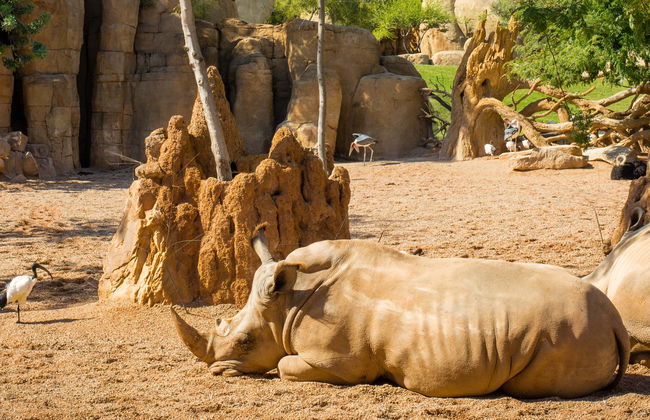 Escursione a Valencia + Bioparc - Foto 2