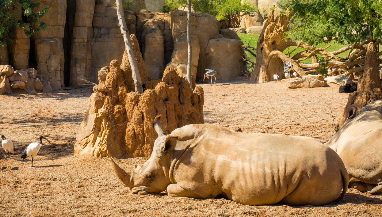 Valencia + Bioparc Day Trip