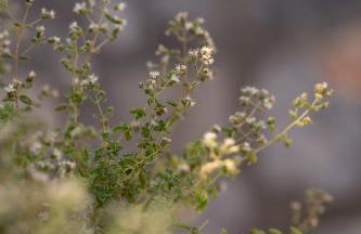 Agrilia Koromili Retreat - Foto 16