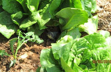 Balkonikarystos (To Mpalkoni tis Karistou) - Foto 41