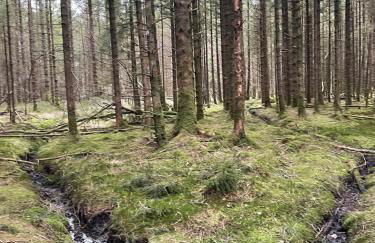 Belle 2 bedroom log cabin with hot tub, forest and loch - Foto 19