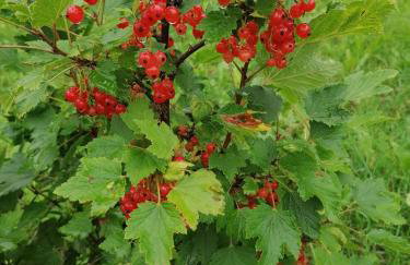 Domek Dobra - Foto 22