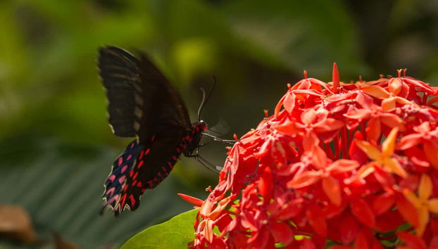 Jardín Mágico Butterfly Farm Tour - Foto 2