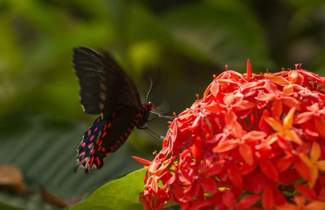 Visita guidata della casa delle farfalle Jardín Mágico - Foto 1