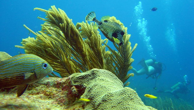 Cours court de plongée sans transfert - Photo 2