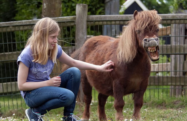 Cozy Lodge in the Achterhoek - Foto 25