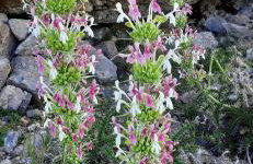 Tsigaridas Mountain Home - Foto 60