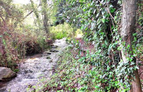 Encinar de Aguas Blancas - Foto 37