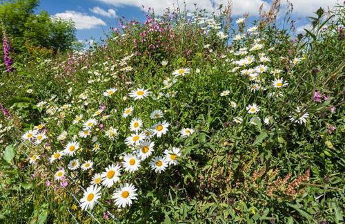 The Hen House - Foto 12