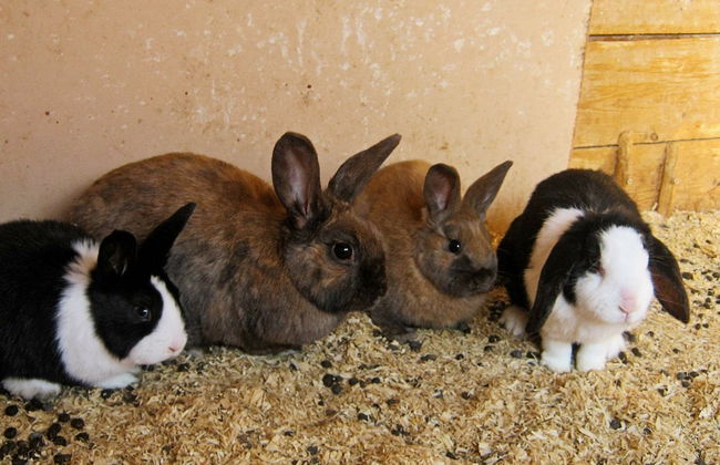 6 Person Holiday Home in Hamnvik - Foto 16