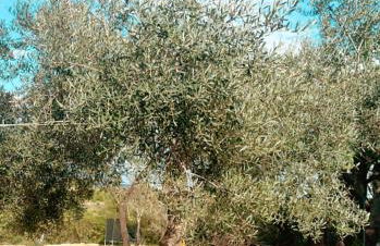 La Quinta da Liberdade - Ferme de charme en Algarve - Foto 10