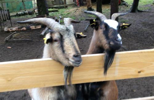 Harzglück - Foto 16