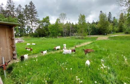 Familienferienhof Berger - Foto 17