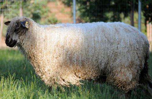 Wine Country Private Working Sheep Farm; Rustic Elegance - Foto 1