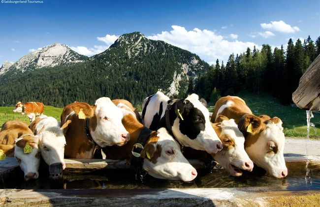 Apartment in Taxenbach Near Ski Lift - Foto 20