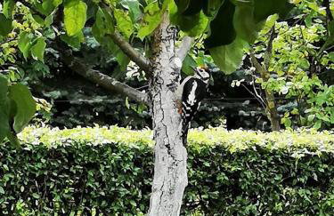 Dylewianka - Foto 14