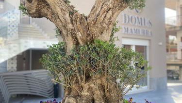 Domus Mamurra - Foto 3