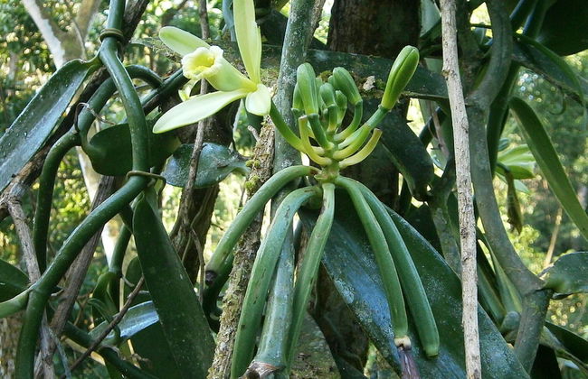 Vanilla Jungle Lodge - Bed & Breakfast - Foto 23