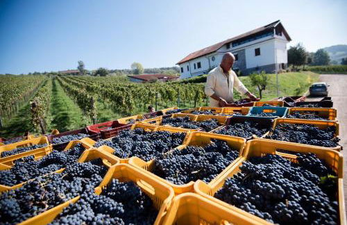 Tenuta Tralice - Foto 14