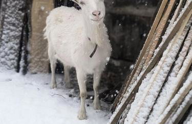 Gospodarstwo agroturystyczne alpaki Pituchówka - Foto 22