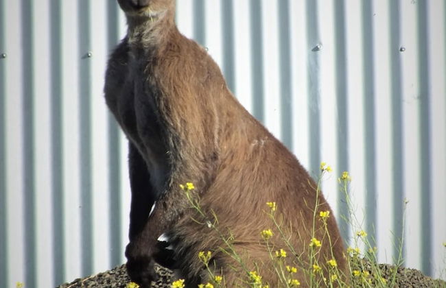 Gilligan's Kangaroo Island - Foto 24