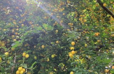 Cherrytree Cottage 1840 - Foto 74