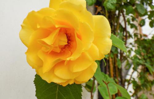 Burton Fleming - Foto 45