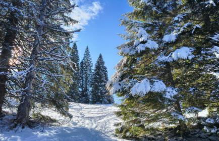 Le Repaire du Loup blanc - Foto 49