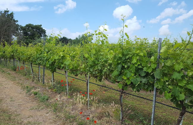 Azienda Agricola Sinisi - Foto 34