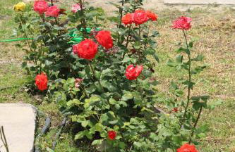 Despinas Village House - Foto 26